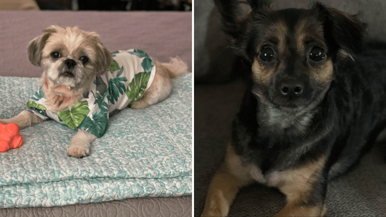 Maguie es la adoración de Adrián Mata. "Max llegó a mi vida como un ángel y es muy inteligente. Es lo mejor de mi vida", dijo Ada Paz.