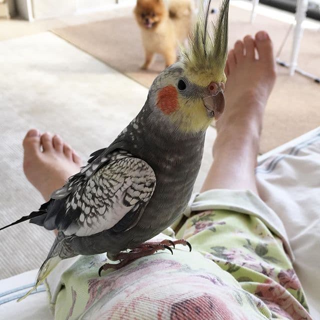 Este es uno de los protagonistas en el Instagram de la cantante, se llama Pikachu y es un periquín súper agradable y cotorrón.