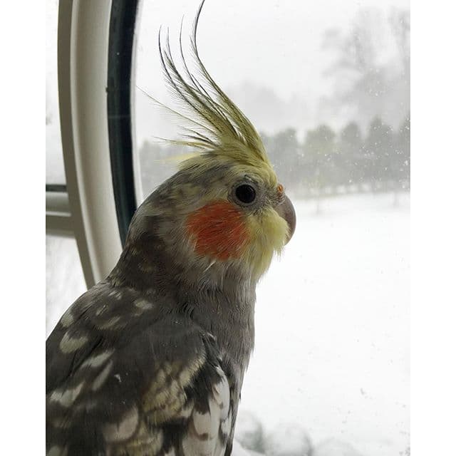 Y no todo quedó ahí… Faltaba un integrante más en la familia.