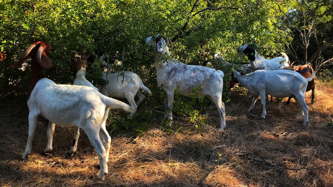 Las cabras estarán en áreas designadas, serán manejadas por un pastor y se le pide a los visitantes no tocarlas ni darles de comer por seguridad de los animales y de las personas.
<br>