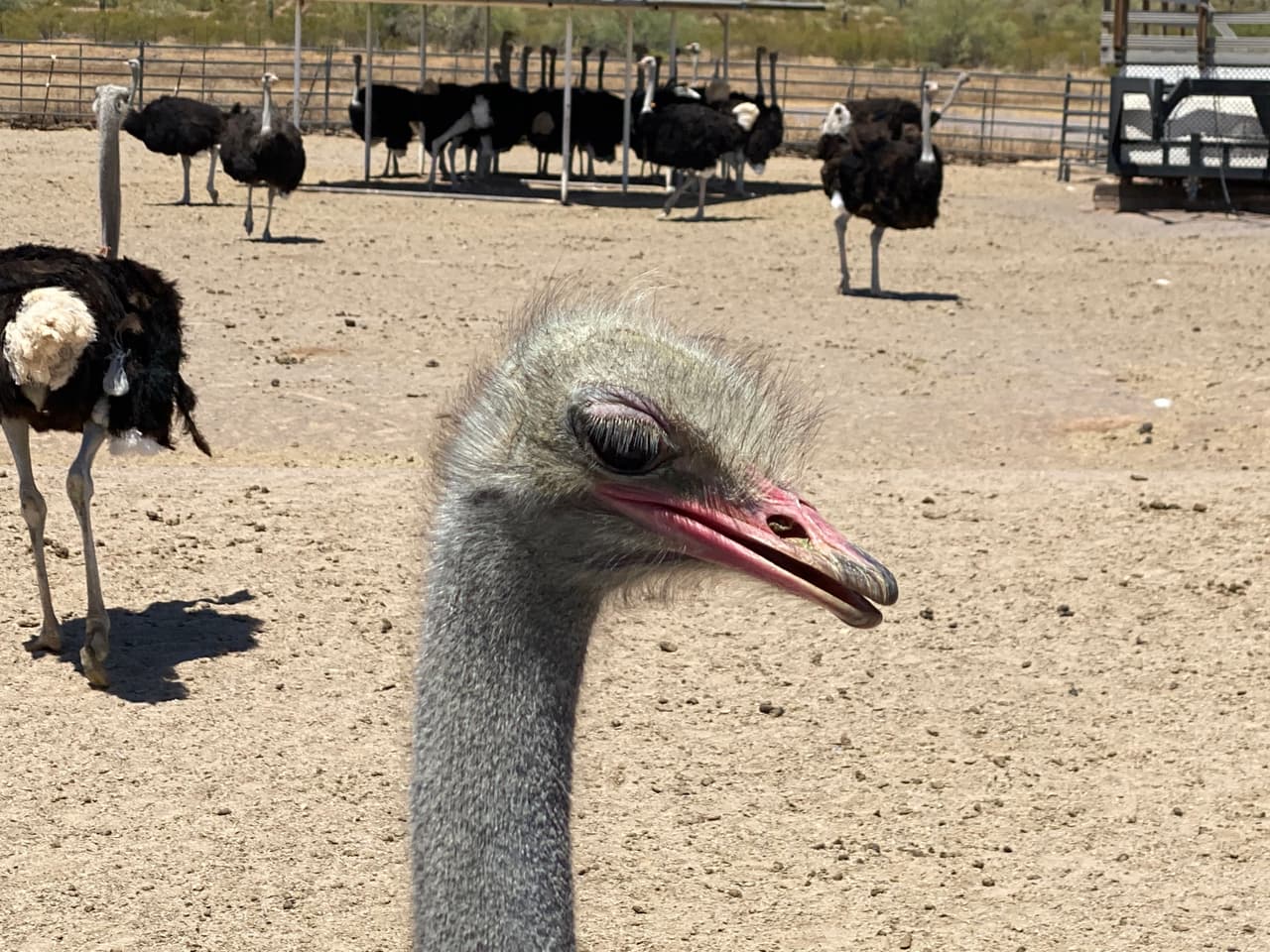 Al pagar la entrada a los visitantes reciben una copa con alimento que se le puede dar a los animales, lo que es divertido para los niños.