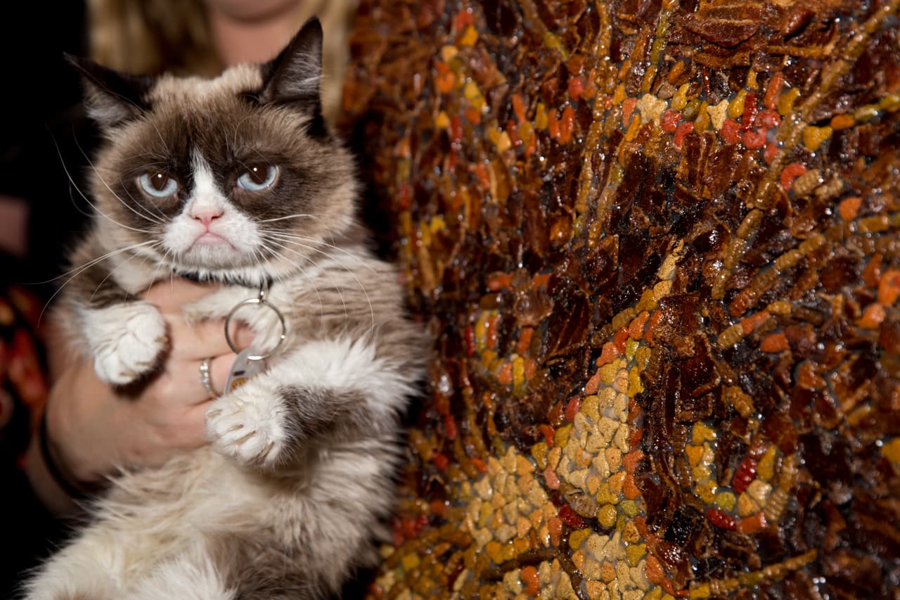 El medio estadounidense asegura que las estimaciones de 
<b>las ganancias que logró</b> en vida la felina "varían ampliamente"; sin embargo, informa que en 2018 la señora 
<b>Tabatha Bundesen</b>, dueña de la gata, ganó 710 mil dólares por una demanda de derechos de autor en contra una compañía de café que hizo el ‘Grumpy Cat Grumppuccino’.