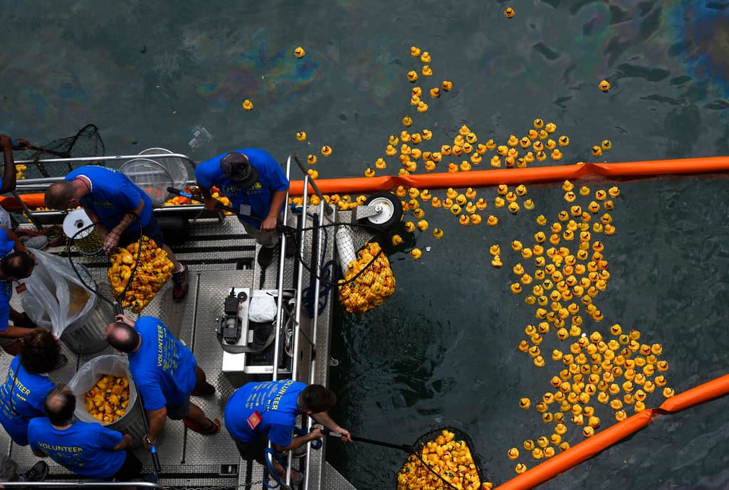 <b>2)</b> Una vez que los patos son lanzados al río y corren hacia la meta, 
<b>son recogidos por voluntarios y personal a lo largo del río para asegurarse de que ningún pato se quede atrás.</b> Una vez que se recogen los patos, se lavan y se embalan para el siguiente año.
