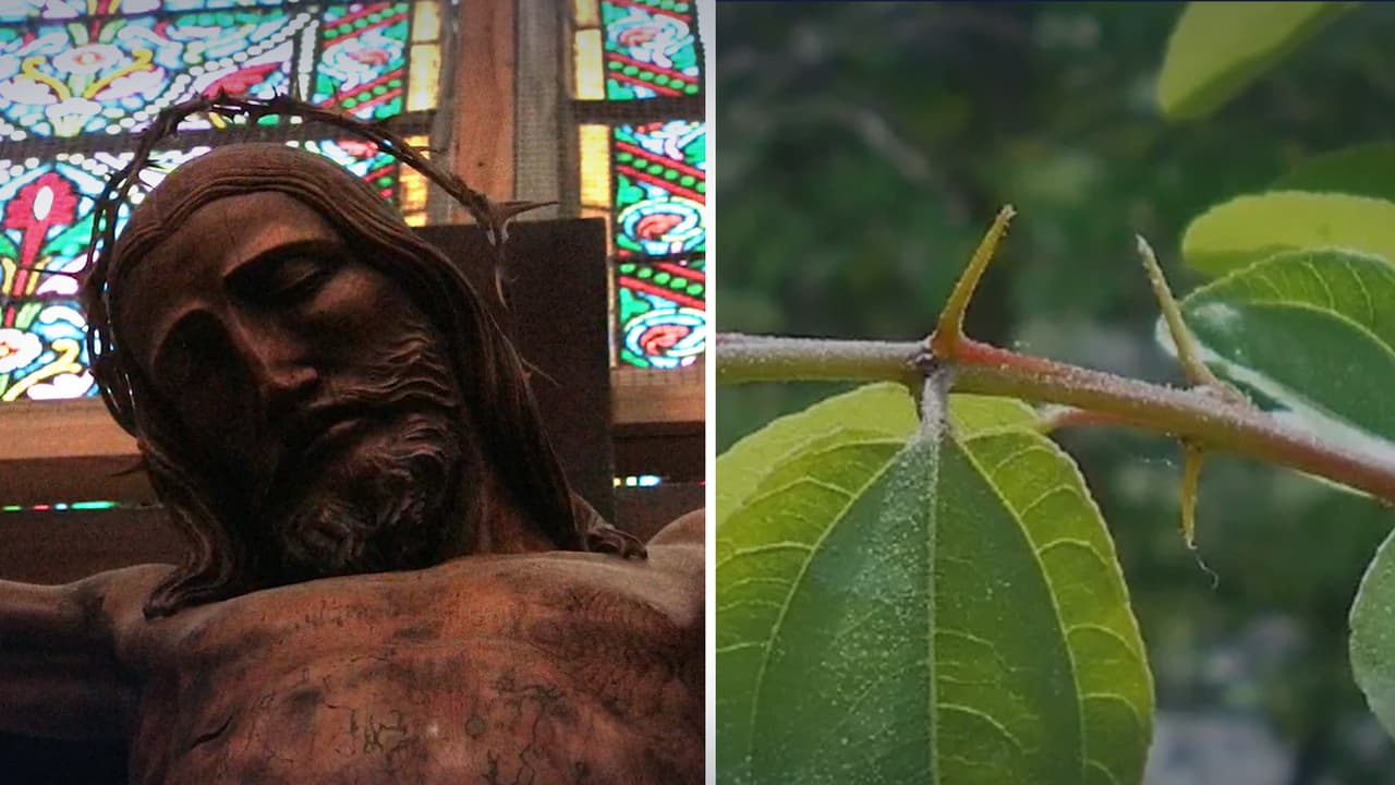 Este es el árbol del que se habría hecho la corona de espinas de Jesucristo