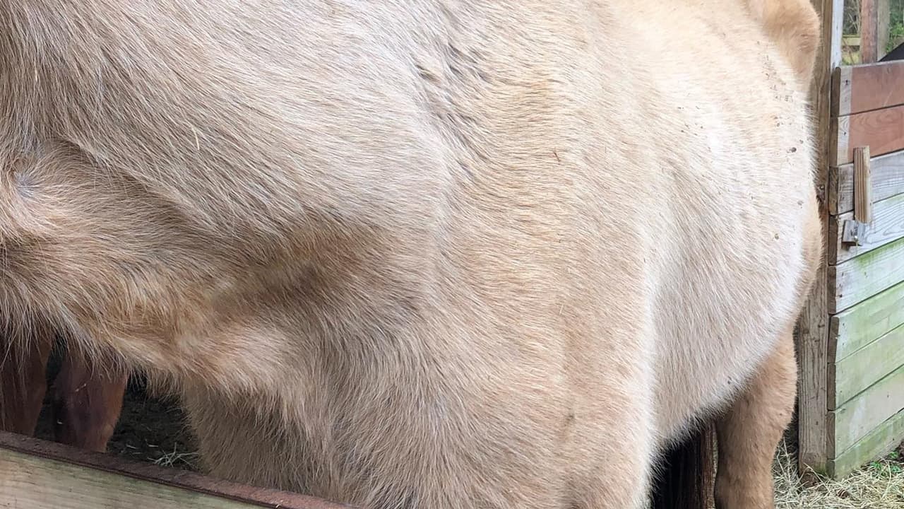 Las autoridades piden a la comunidad reportar cualquier caso de abuso animal el 713-869-7722.