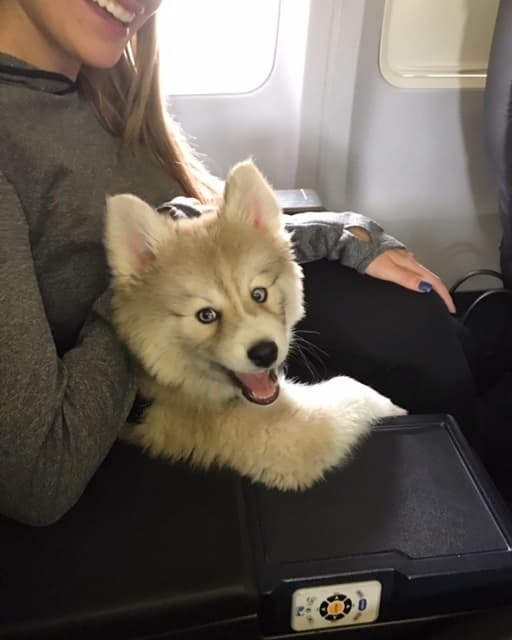 Mantener la calma: “Asegúrese de que las mascotas tengan suficiente sombra, agua fresca y mantenga a las mascotas alejadas del pavimento caliente”, insta 
<a href="https://www.azhumane.org/2021/06/how-to-prepare-pets-for-fireworks-to-reduce-fear-for-the-fourth-of-july/" target="_blank">la Sociedad Protectora de Animales de Arizona</a> ya que el 4 de Julio se festeja usualmente bajo el calor extremo en el Valle del Sol. 
<br>