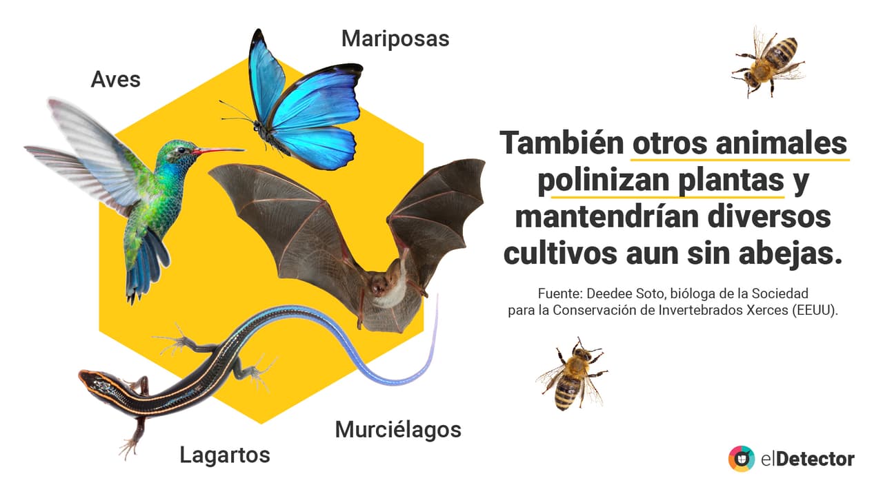 <a href="https://www.univision.com/noticias/diamundialabejas-no-evidencias-humanidad-acaba-4-anos-si-desaparecen-abejas-pero-mundo-si-cambiaria" target="_blank">Lee aquí</a> la verificación completa de
<b> elDetector.</b>