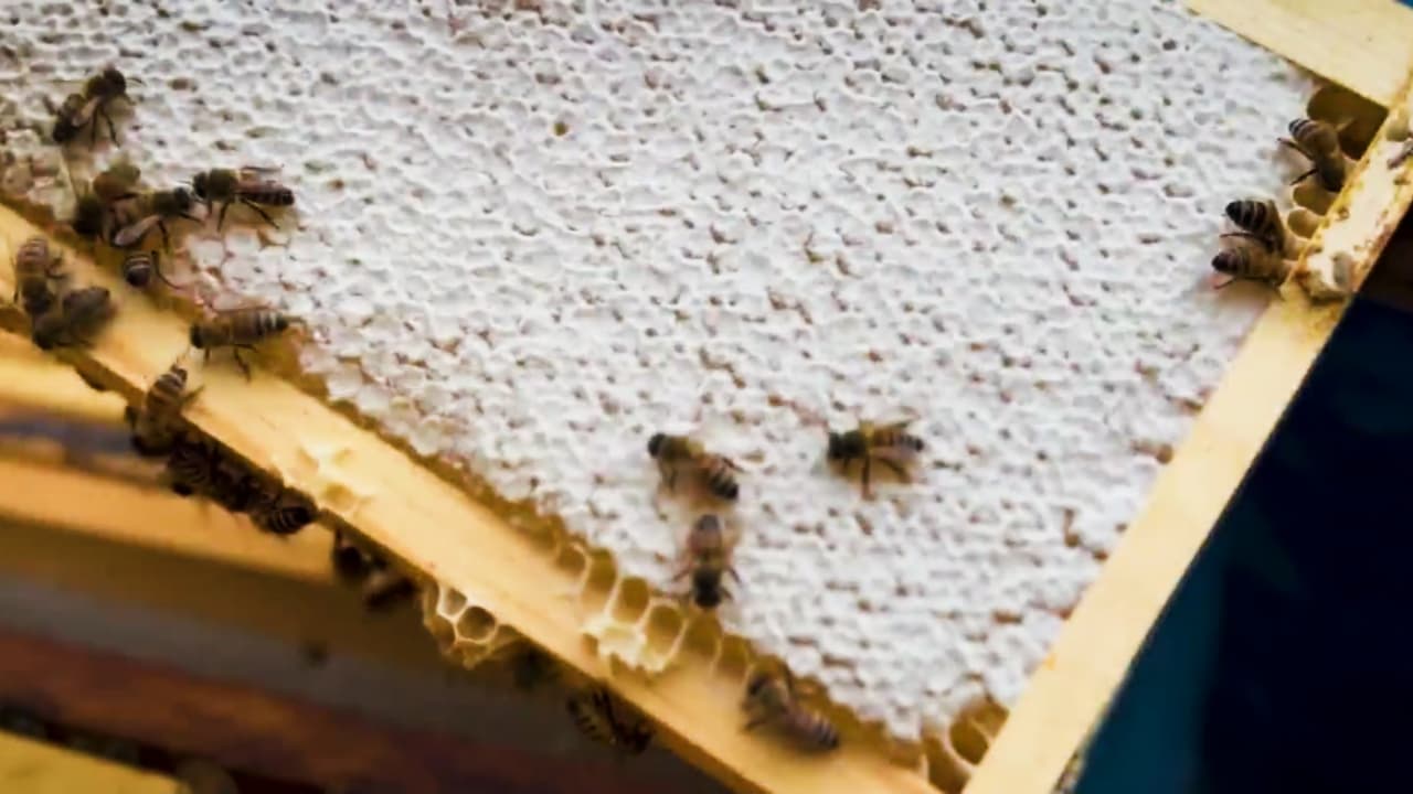 Aumenta la presencia de avispas amarillas en Illinois: esto es lo que debes saber para evitar picaduras