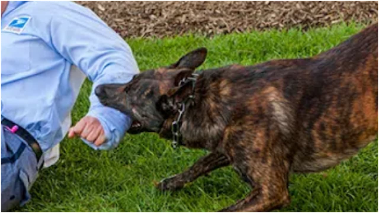 Florida ocupa el séptimo lugar en ataques de perros a carteros en EEUU