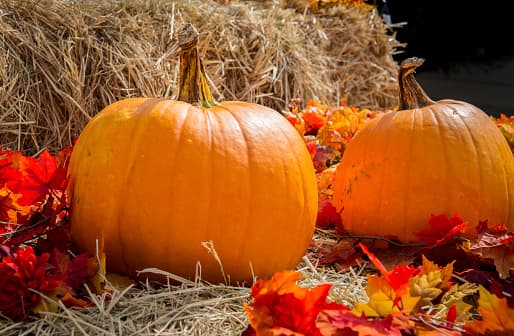 <b>Recoja calabazas y explora un laberinto de maíz en las fincas locales</b> Puedes visitar las fincas de Barton Hill Farms en Bastrop y Sweet Berry Farm en Marble Falls para recoger tus propias calabazas y disfrutar en familia de la vida en la granja.