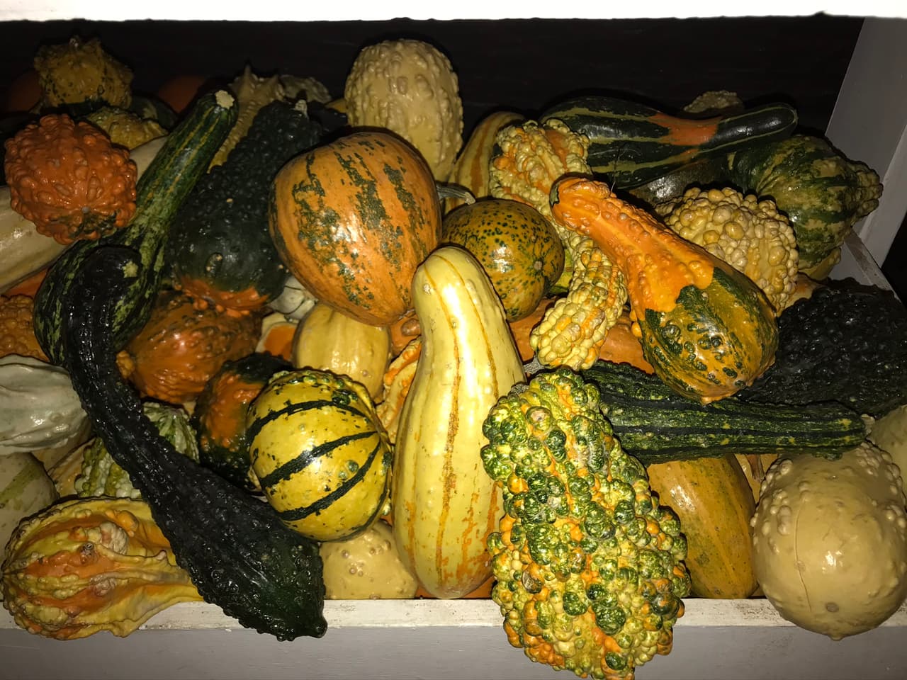 Esta es otra muestra de pequeñas calabazas con diferentes texturas, colores y forma que te darán más opciones para tu decoración.