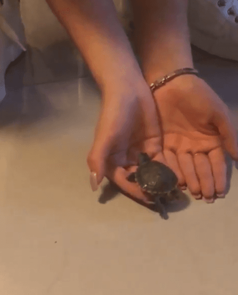 "Es muy rara porque la saco de la pecera, la dejo en mi cama y de repente la dejo caminar, se mete a las almohadas y se duerme", detalló.