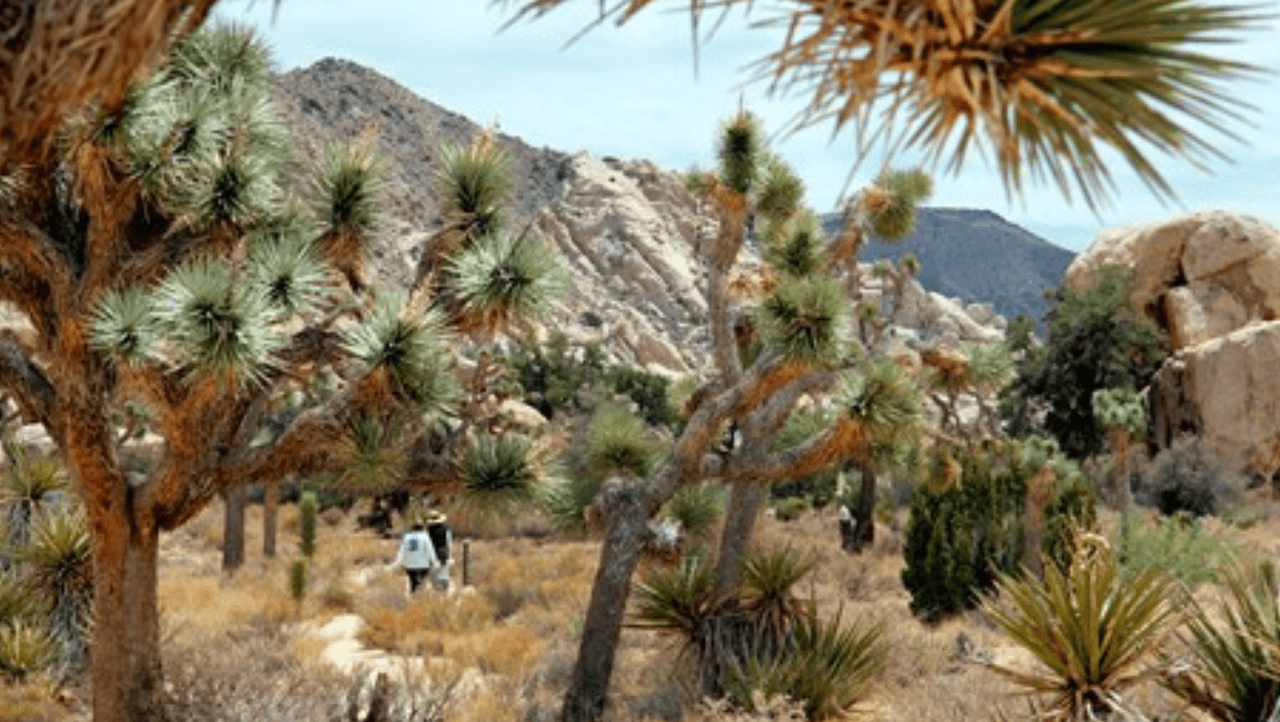 <b>Joshua Tree </b>ubicado in Twentynine Palms tiene una particularidad. 
<b>Y es que en este lugar puedes apreciar una gran variedad de plantas y animales debido a que dos diferentes ecosistemas des´erticos confluyen en este Parque Nacional</b>. Usualmente la entrada cuesta $30 dólares por vehículo y si vas a pie pagarías $15, pero este domingo es gratis. Recuerda llevar bloqueador solar, mucha agua para protegerte del calor y ten presente que no hay señal de celular.