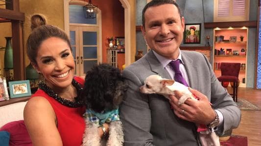 La perrita chihuahua es muy simpática y hasta ha acompañado al conductor a Despierta América, ahí conoció a Chómpiras, la mascota de Karla Martínez.