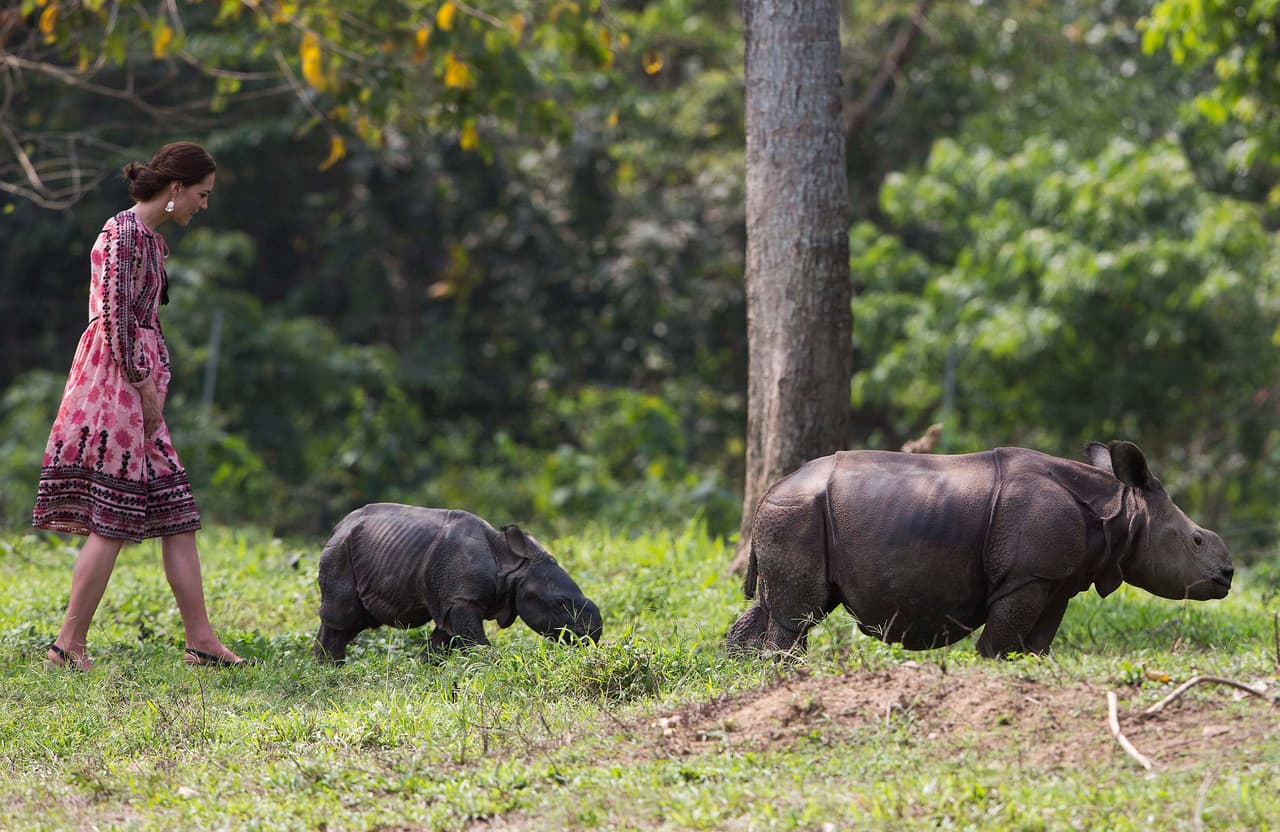 En su viaje a Assam, en India, en abril de 2016, persiguió a este pequeño rinoceronte en el Centre for Wildlife Rehabilitation and Conservation.