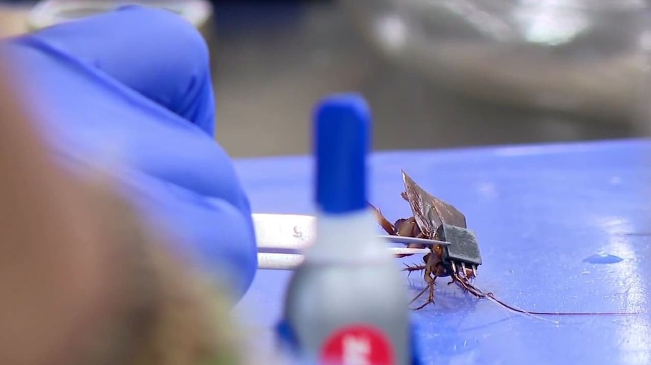 Increíble: Estudiantes utilizan cucarachas para aprender sobre neurociencia; así funciona este sistema