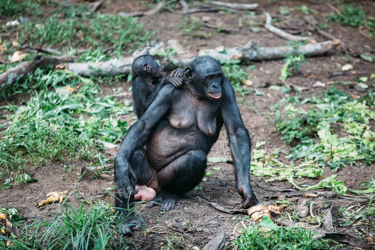 Las últimas observaciones han permitido determinar que en la vida de un bebé bonobo el amor y el cuidado que su madre proporciona es esencial para su desarrollo, también es bastante prolongado y puede extenderse por hasta seis años. Es simplemente imposible para ellos sobrevivir sin la custodia de su madre.