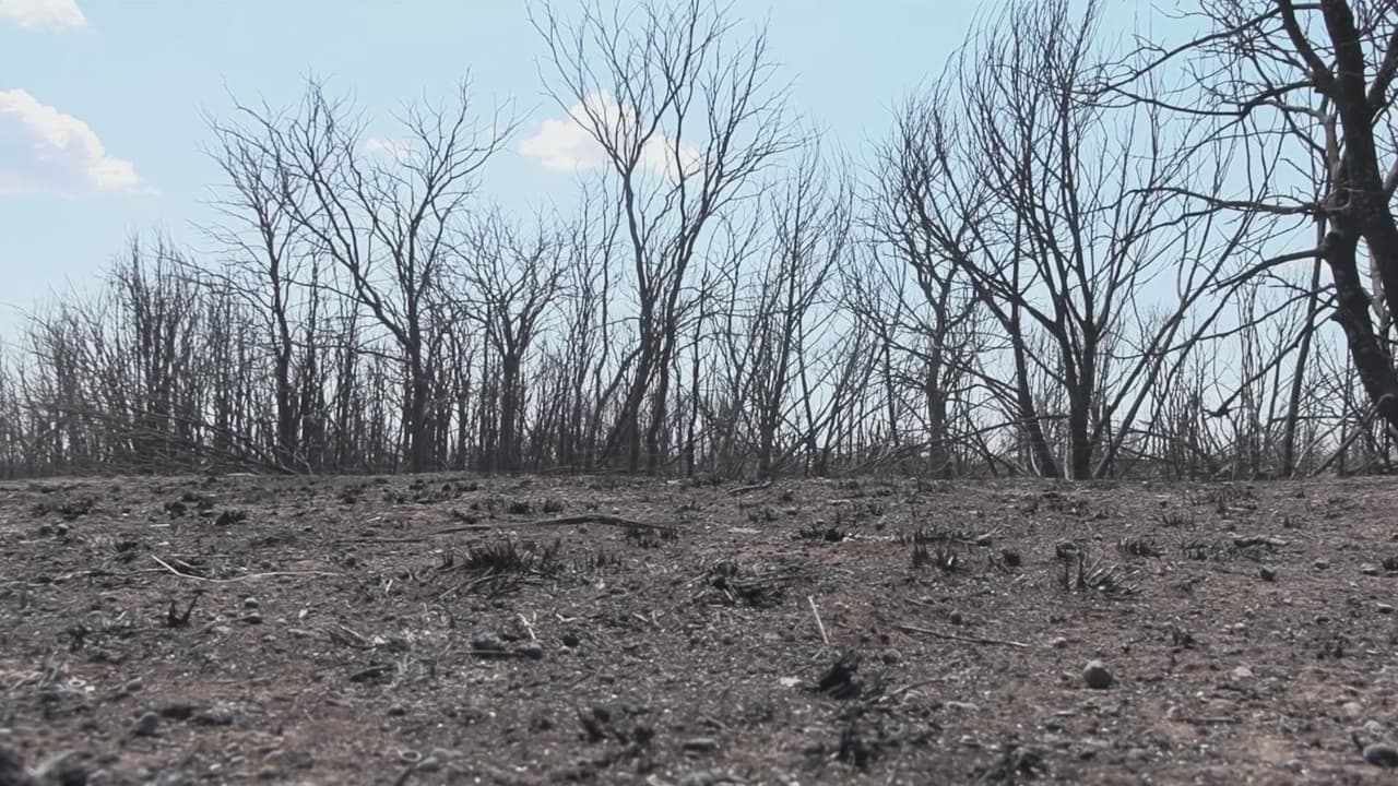 Abbott visita el incendio Ross y hace un balance de la emergencia: van 90,400 acres quemados