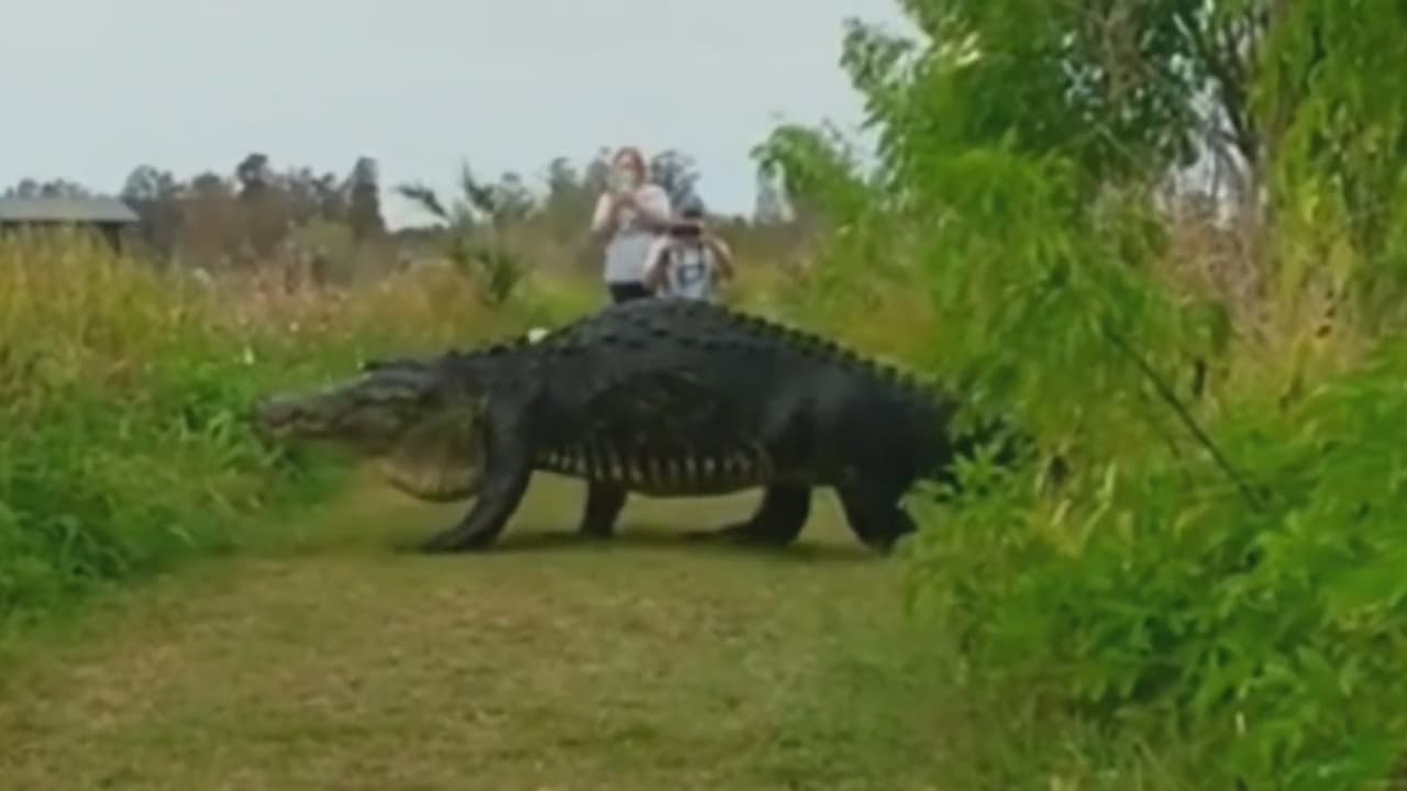 ¿Se le puede hacer una foto así de cerca a un cocodrilo gigante (y no morir en el intento)?