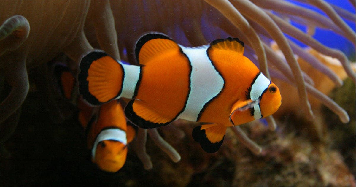 En las peceras del centro comercial había también peces payaso, como el protagonista animado de la película infantil 'Finding Nemo'.
