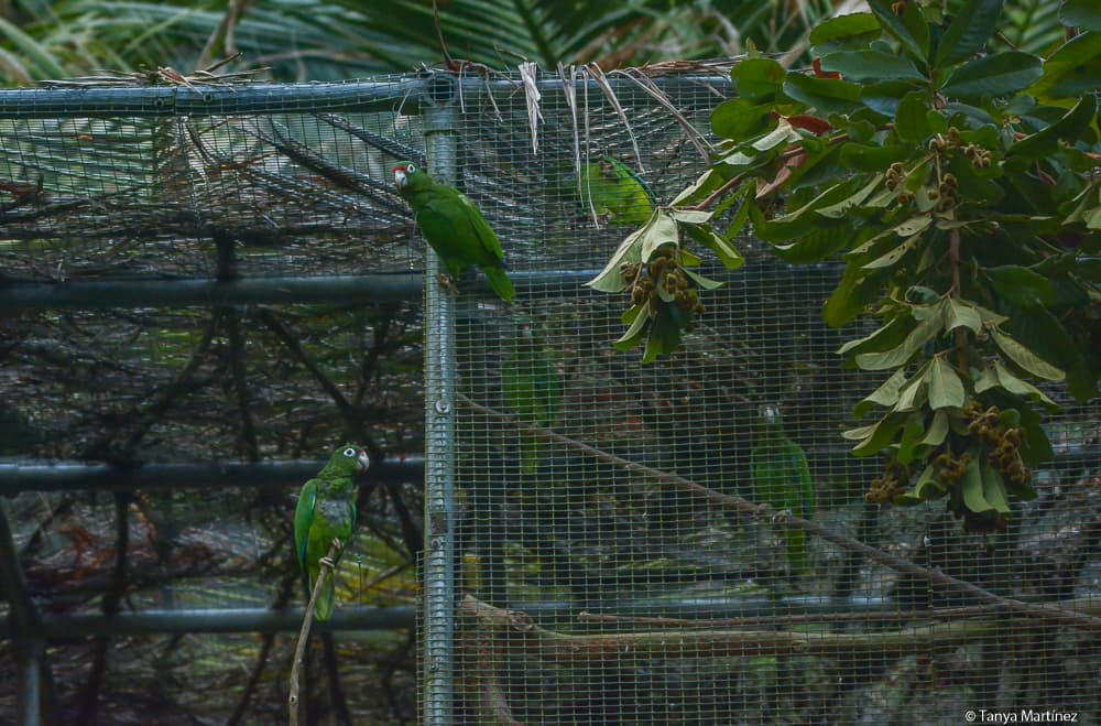 El Bosque Estatal de Río Abajo está ubicado en Arecibo.