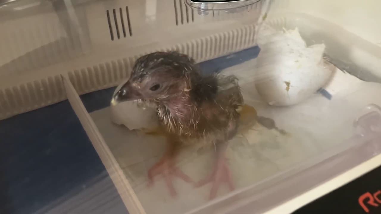 Dos paujires de pecho azul, una especie en peligro de extinción nativa de Colombia, nacieron en el mes de agosto en el Zoológico Nacional del Smithsonian de Washington, DC.