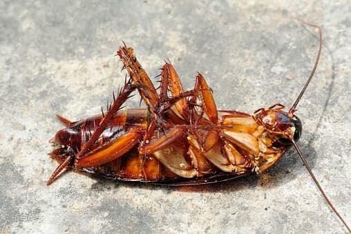Este zoológico le pondrá el nombre de tu expareja a una cucaracha durante San Valentín