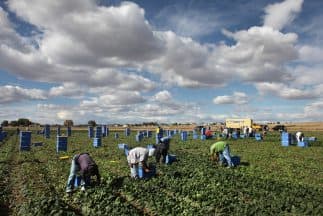 Trabajadores agrícolas inmigrantes.