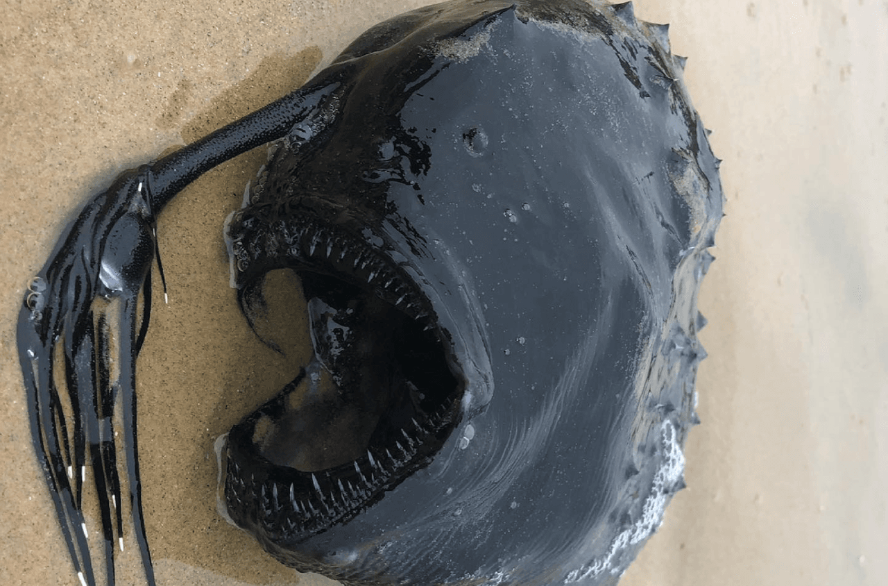 ¿Es un monstruo o un  pez? Extraña criatura marina aparece en playa del sur de California