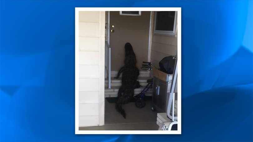 Caimán 'toca la puerta' de residencia en Florida central