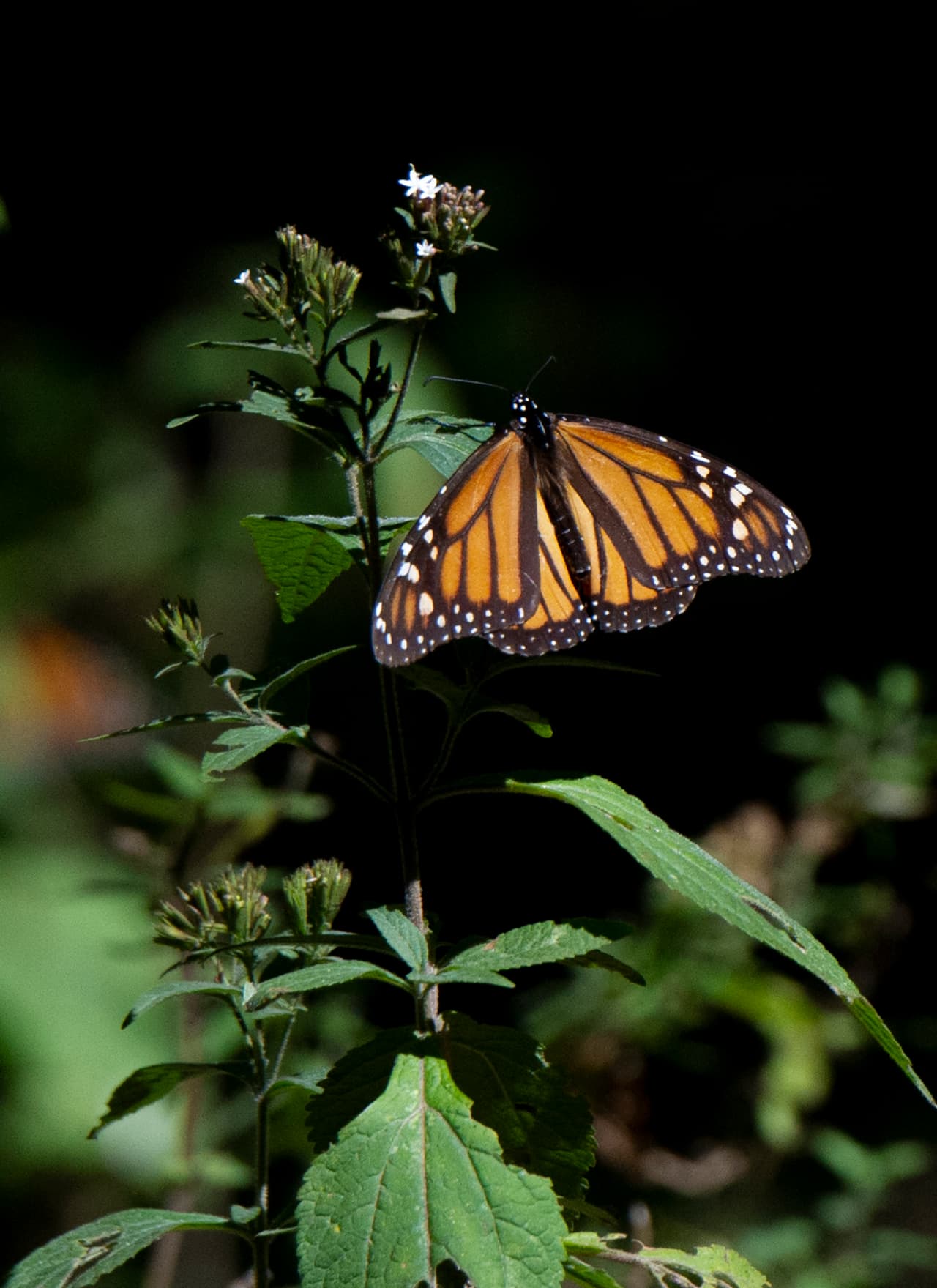 En cuanto a la segunda iniciativa, se pretende crear y mejorar los hábitats para los 
<b>polinizadores esenciales para mantener el equilibrio</b> ecológico en el desierto.