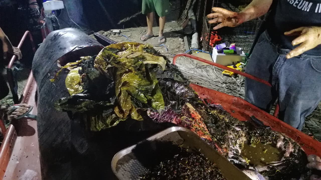 "Es repugnante", dijo Darrell Blatchley, fundador y presidente del museo.