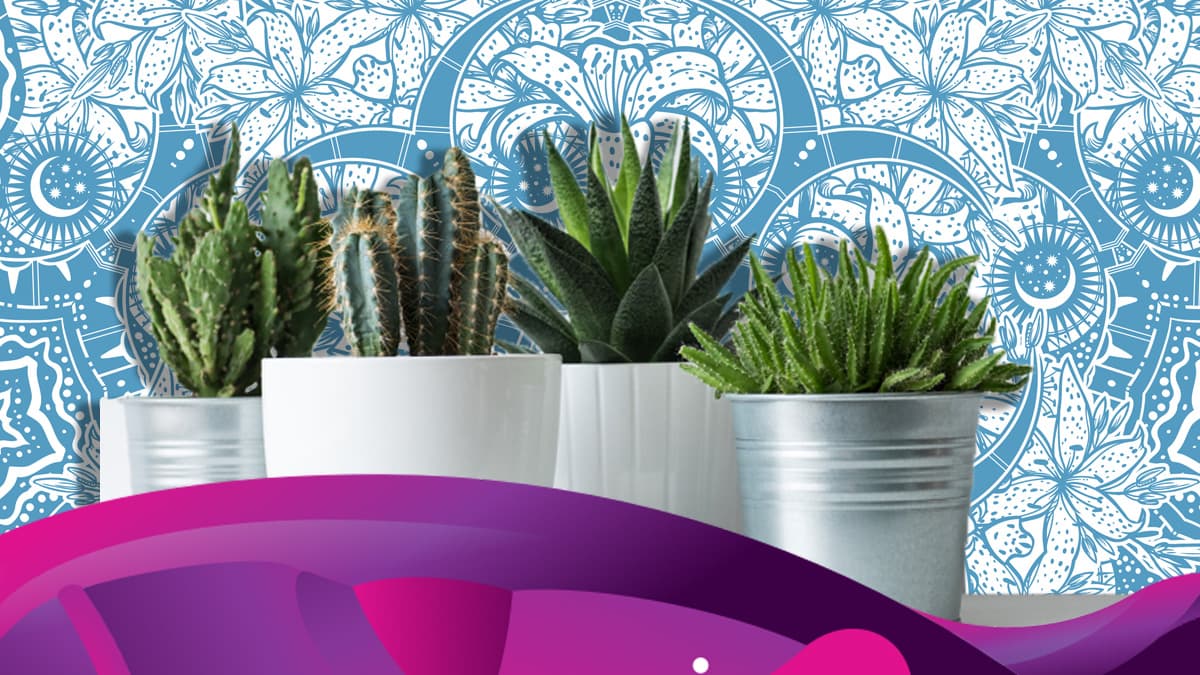 <b>Cactus.</b> Estas plantas se han puesto de moda en los últimos años dentro de los hogares, y aunque suelen vivir “bien”, su mejor estado es en el exterior; ya sea en una terraza o un jardín.
<br>