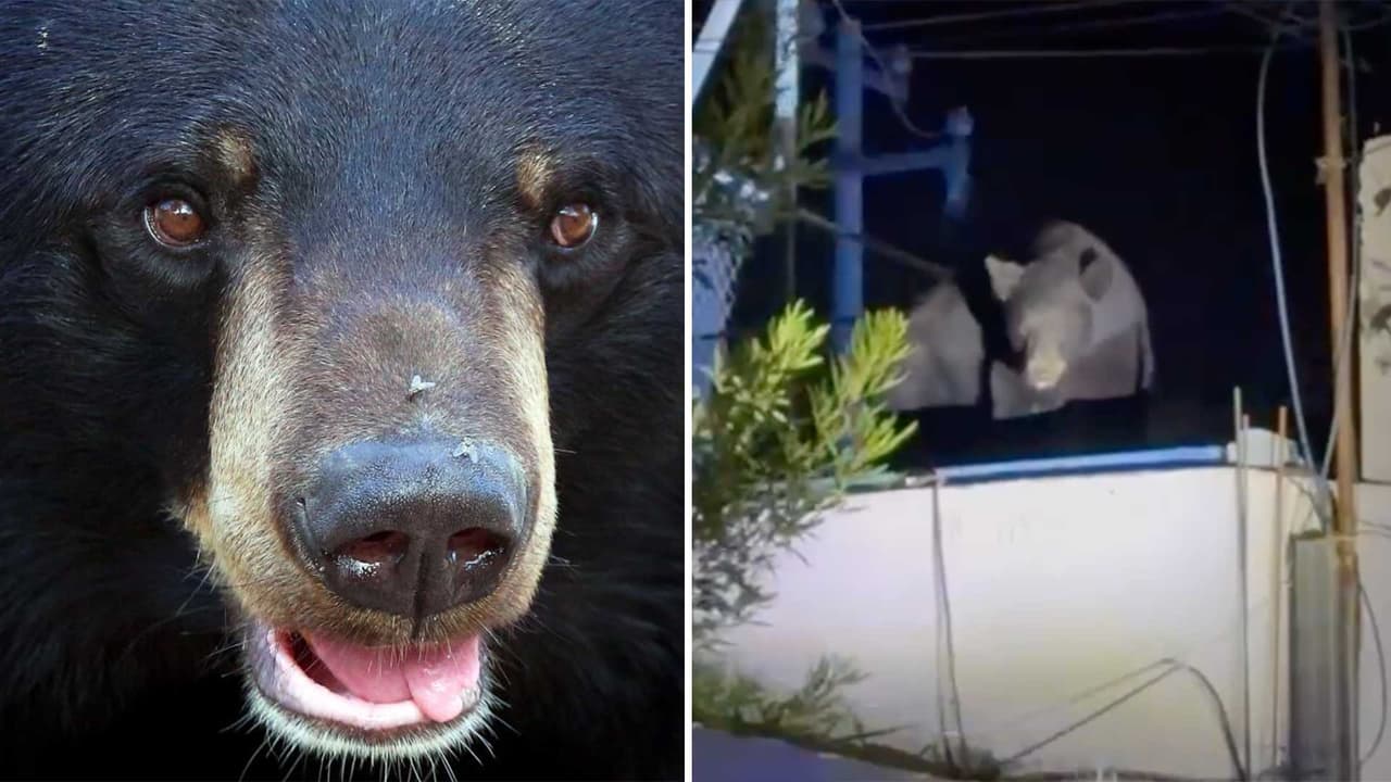 Un oso aparece en el techo de una casa y los vecinos no pueden creer lo que ven: "¿Cómo llegó ahí?"