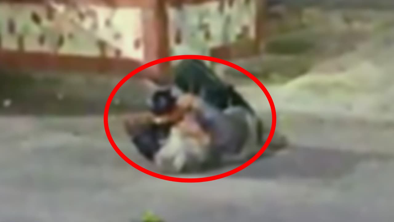 <b>Una mujer grita desesperada en la calle porque unos narcos le cortaron los dedos</b>
<br>
<br>Las autoridades en México indicaron que la mujer es la más reciente víctima de los cárteles del narcotráfico que, en los últimos días, han secuestrado y mutilado a más de 10 personas. A todas las personas agredidas les amputaron los dedos para enviarle un mensaje a los capos rivales.