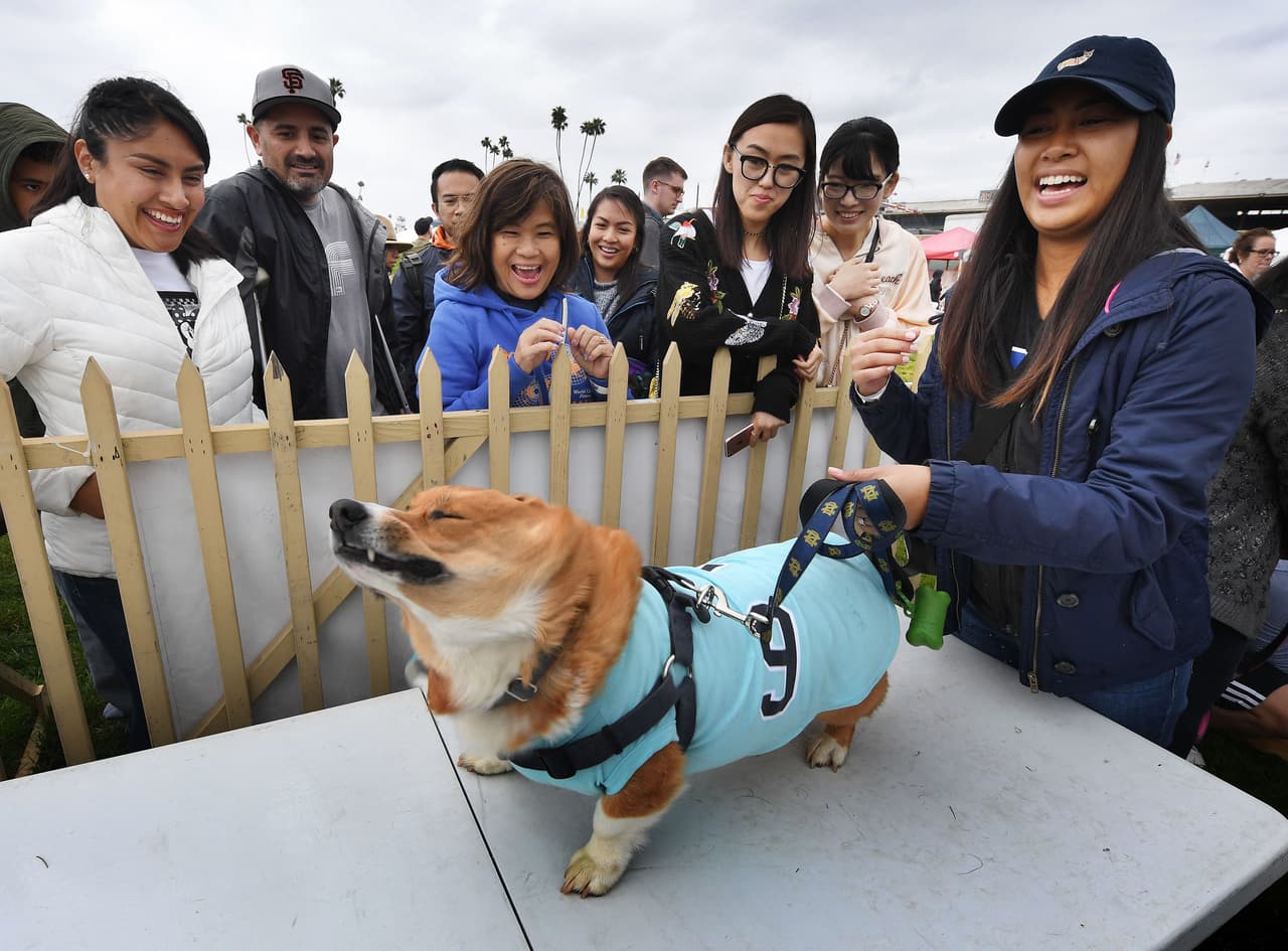 Alegría de los dueños de mascotas, el público. Y por supuesto los corgi que participaron en el evento.