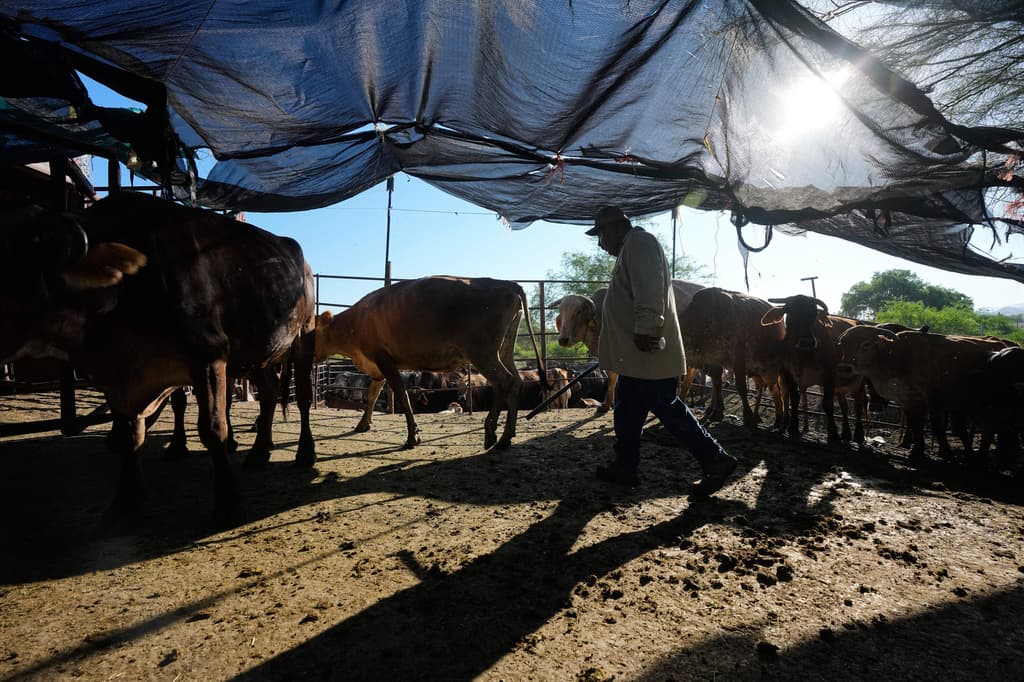 Un trabajador maneja vacas durante el ordeño matutino en una granja lechera en Hermosillo. (Foto AP/Fernando Llano)