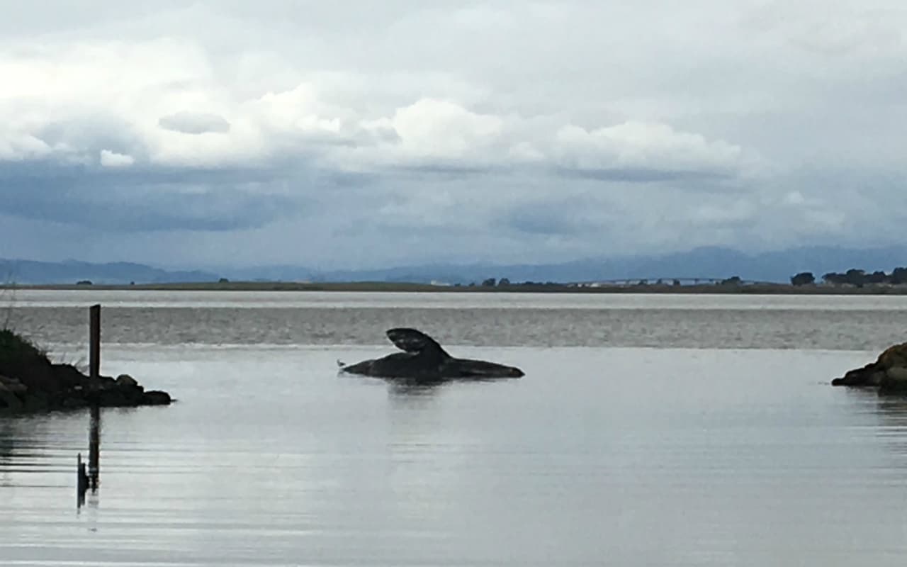 "Por lo general solemos presenciar una migración linear y saludable. Las ballenas casi no se detienen", explicó Mary Jane Schramm, del Santuario Marino del NOAA. Ella comparte la opinión de los trayectos migratorios se están viendo afectados por la falta de alimento.