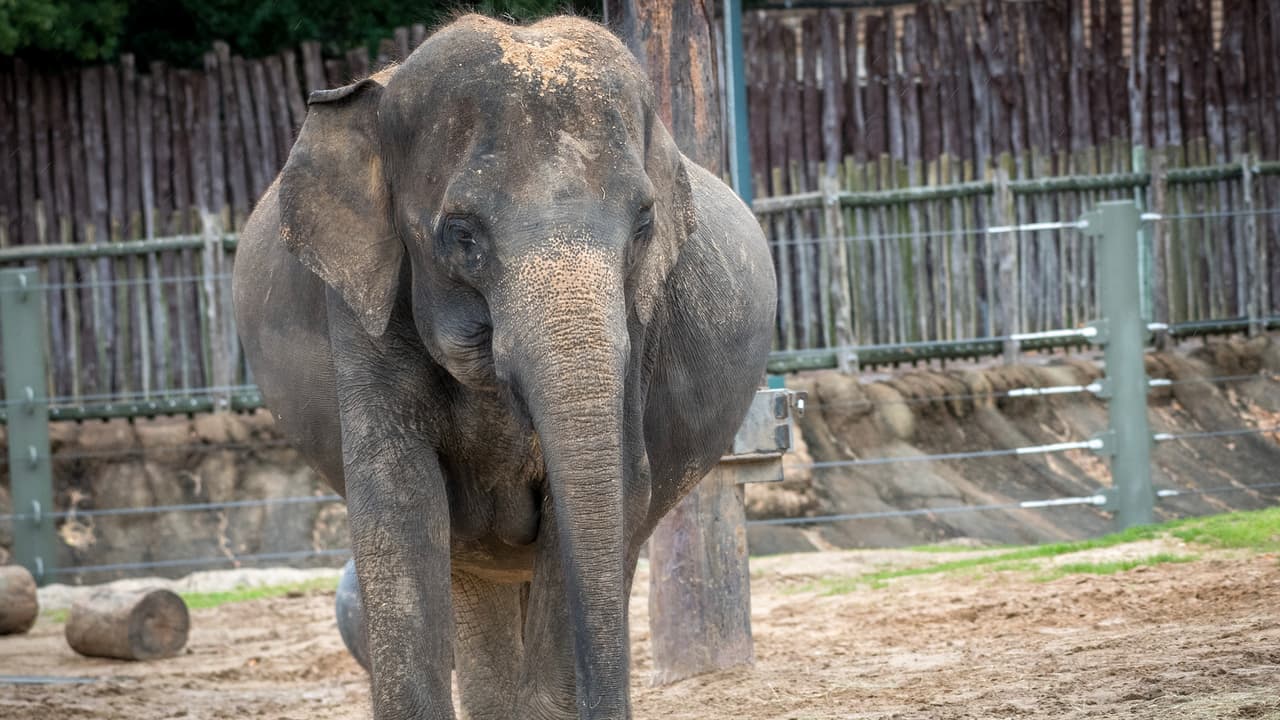 <b>"Durante este tiempo, hemos estado estableciendo nuevos protocolos para garantizar que recibamos a los habitantes de Houston en el zoológico de la manera más segura posible"</b> aseguró Ehmke.