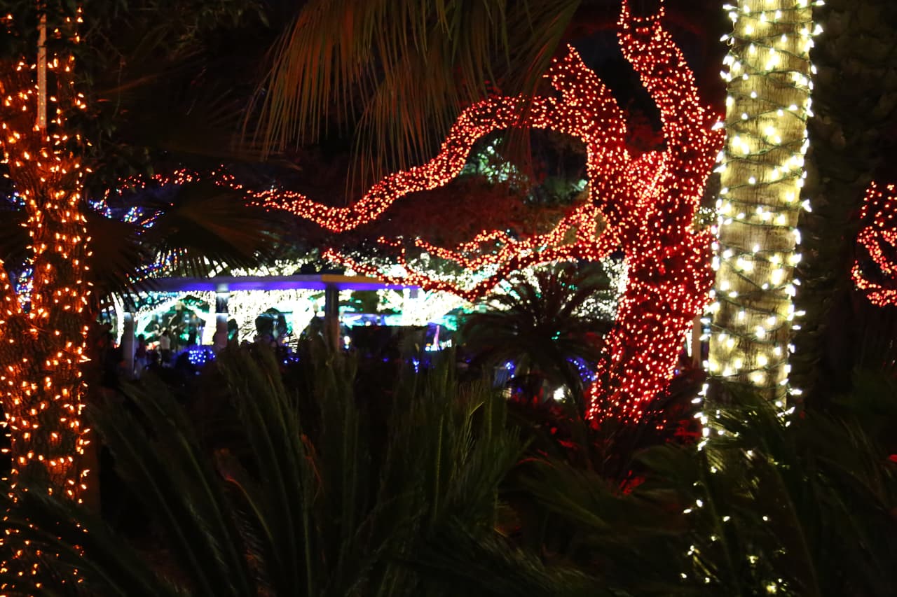 Por todo el parque, los viejos robles lucen vibrantes con sus luces navideños.
