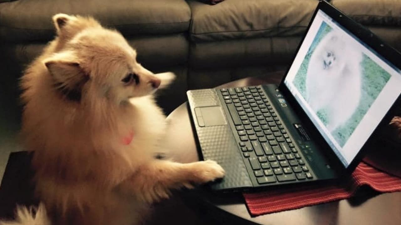 Muy vanidoso "Shiloh" quien ve fotografías de él mismo en su laptop, esta fotografía la compartió Mary Sánchez.