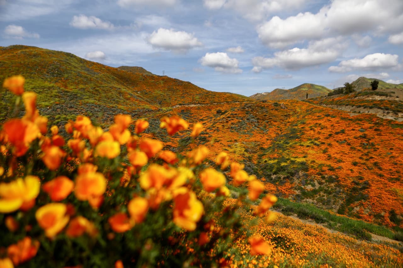 Las floraciones de los últimos años han sido particularmente intensas debido al aumento de lluvias en el sur de California. El próximo año llegará una nueva oportunidad para visitarlas.