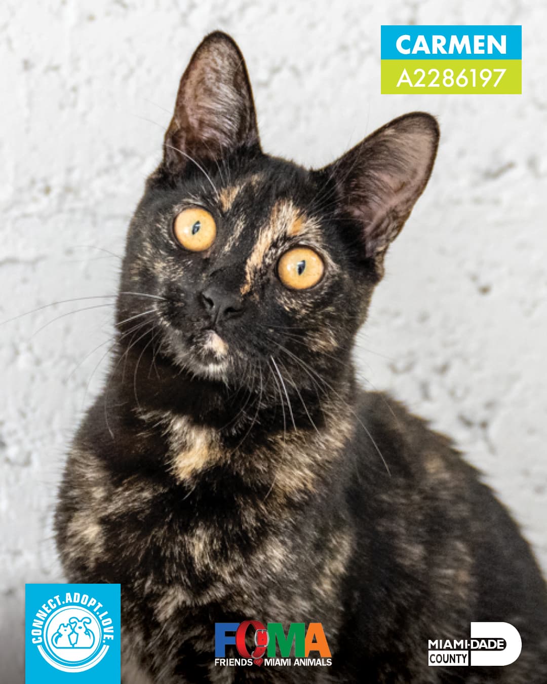 Actualmente, tan solo en el refugio de animales de Miami-Dade hay más de 500 animales listos para adopción. Adoptar cuesta en promedio $65 y esto incluye vacunas, registración, cirugía de esterilización para controlar la sobrepoblación y microchip. Para más información puede llamar al 311 o al 305-468-5900.