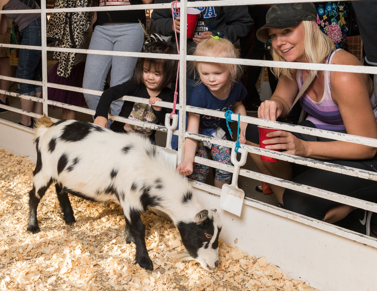 Como en años anteriores, habrá un zoológico de animales bebés, en el que los niños podrán tocar y alimentar a estas crías.