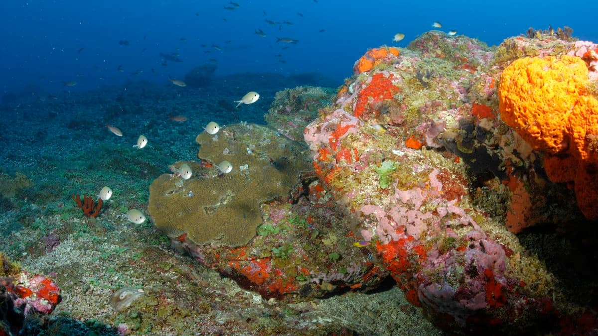 Investigan muerte de corales en santuario marino del Golfo de México
