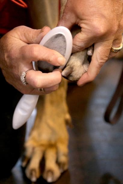 Y luego de asegurarse de que estos canes están en perfectas condiciones es hora de ponerlos bellos.