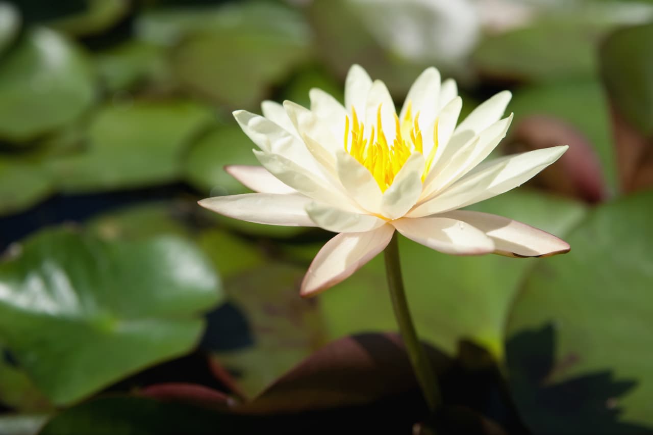 <b>Piscis</b>
<br>
<u>Lirios de agua y las violetas</u>
<br>Como signo de agua por excelencia las flores de Piscis están representadas por los lirios de agua, los sauces llorones y cualquier tipo de planta que crezca cerca de un estanque, un lago o un río. Asimismo los lirios rojos, el loto y los narcisos, los nenúfares y el loto. Los ramos de lirios y las llamadas calas se consideran excelentes regalos para novias muy sofisticadas. Estas flores equivalen a la elegancia, la rectitud y la nobleza y constituyen todo un símbolo de la mayor de las purezas, del cariño y la ternura.El ejemplo de la flor de loto y el nenúfar, que se encuentra en medio de aguas estancadas, nos enseña que la naturaleza ha sabido dar a todas sus criaturas la belleza que les es necesaria, y que el arte consiste en encontrarla, indicándonos así que no hay animal ni planta que sean feos, sino solamente ante nuestros ojos ya que solemos reflejar al exterior lo que llevamos dentro: si el Ser interno nuestro es hermoso, veremos la belleza en todo lo que nos rodea.