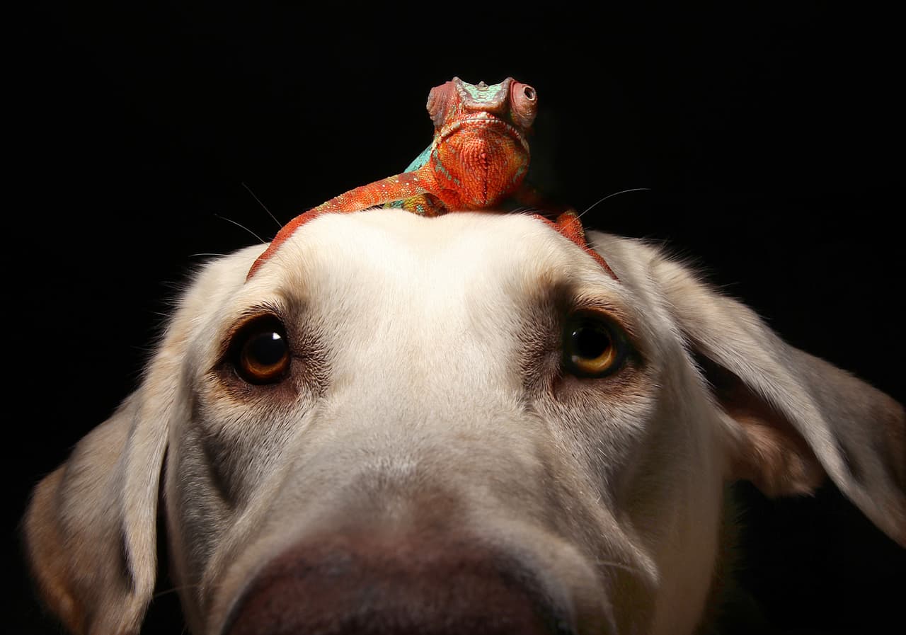 Winston y Kammer comen juntos, pues su alimento está justo al lado.