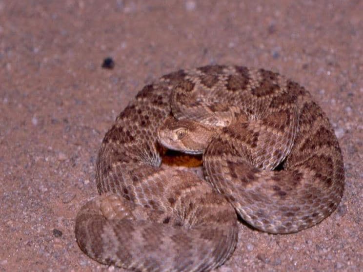 “Durante la primavera, las víboras son más activas durante el día, particularmente en abril. Sin embargo, a medida que las temperaturas suben, la actividad de estas disminuye en el día y aumenta en la noche”, dijo Francisco Abarca, gerente de programas internacionales y fronterizos del Departamento de Caza y Pesca de Arizona a través de un comunicado de prensa. 
<br>