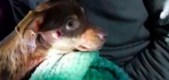 Despiden a un policía que le disparó a un chihuahua supuestamente "agresivo" que solo le ladraba